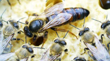 RUMED Anwendungen Life Science Bienen